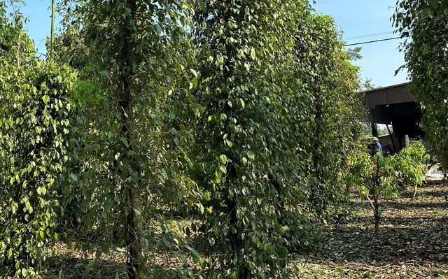 Nhiều diện tích cây trồng khác cũng bị thiệt hại do mưa đá Nhiều diện tích cây trồng khác cũng bị thiệt hại do mưa đá