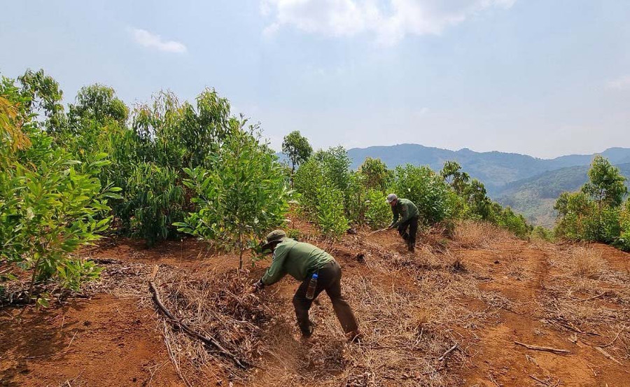 Tổ Quản lý bảo vệ rừng số 2-Công ty lâm nghiệp Kông Chiêng dọn cây cối, thực bì ngăn ngừa cháy rừng. Ảnh: H.S