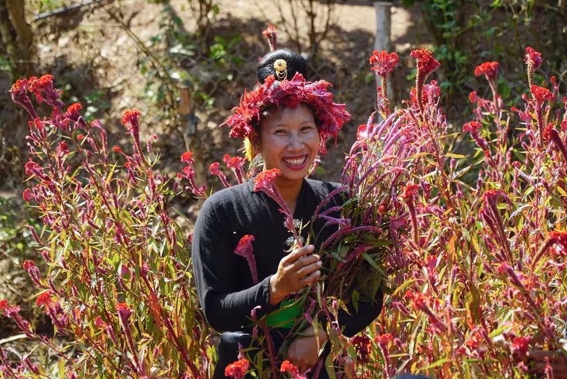 Phụ nữ dân tộc Cống bên vườn hoa mào gà. Ảnh: Xuân Tư/TTXVN