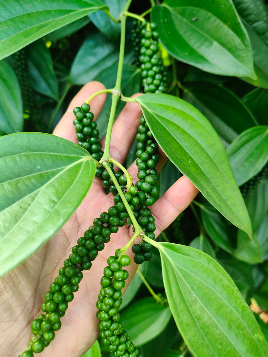 Tiêu chuỗi xanh thương phẩm phải đảm bảo độ đồng đều hạt, chuỗi dài, thu hái đúng kỳ để đạt hương vị và phẩm chất. Ảnh: S.C Tiêu chuỗi xanh thương phẩm phải đảm bảo độ đồng đều hạt, chuỗi dài, thu hái đúng kỳ để đạt hương vị và phẩm chất. Ảnh: S.C