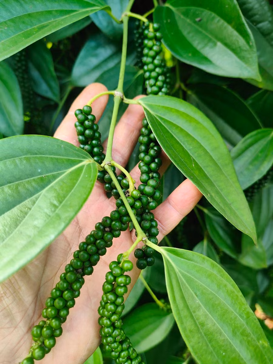 Tiêu chuỗi xanh thương phẩm phải đảm bảo độ đồng đều hạt, chuỗi dài, thu hái đúng kỳ để đạt hương vị và phẩm chất. Ảnh: S.C Tiêu chuỗi xanh thương phẩm phải đảm bảo độ đồng đều hạt, chuỗi dài, thu hái đúng kỳ để đạt hương vị và phẩm chất. Ảnh: S.C