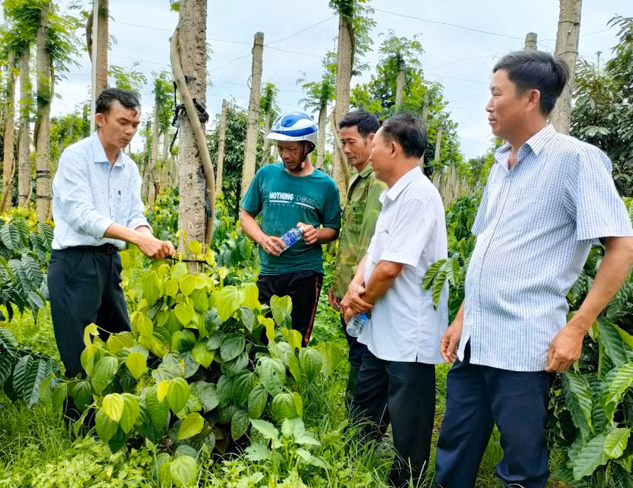 Ông Trần Quang Sơn (bìa trái; xã Nam Yang, huyện Đak Đoa) chia sẻ kinh nghiệm sản xuất tiêu xanh trái vụ cho các nông hộ khác. Ảnh: S.C Ông Trần Quang Sơn (bìa trái; xã Nam Yang, huyện Đak Đoa) chia sẻ kinh nghiệm sản xuất tiêu xanh trái vụ cho các nông hộ khác. Ảnh: S.C