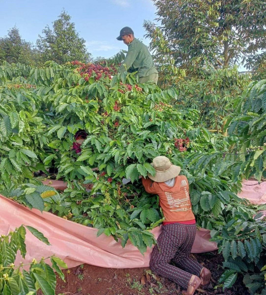 Công việc hái cà phê thuê giúp họ có thể kiếm được 1 triệu đồng/ngày