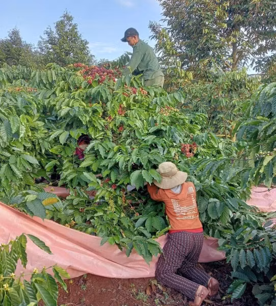 Công việc hái cà phê thuê giúp họ có thể kiếm được 1 triệu đồng/ngày