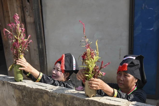 Phụ nữ dân tộc Cống trang trí hoa mào gà cho ngày Tết. Ảnh: Xuân Tư/TTXVN Phụ nữ dân tộc Cống trang trí hoa mào gà cho ngày Tết. Ảnh: Xuân Tư/TTXVN