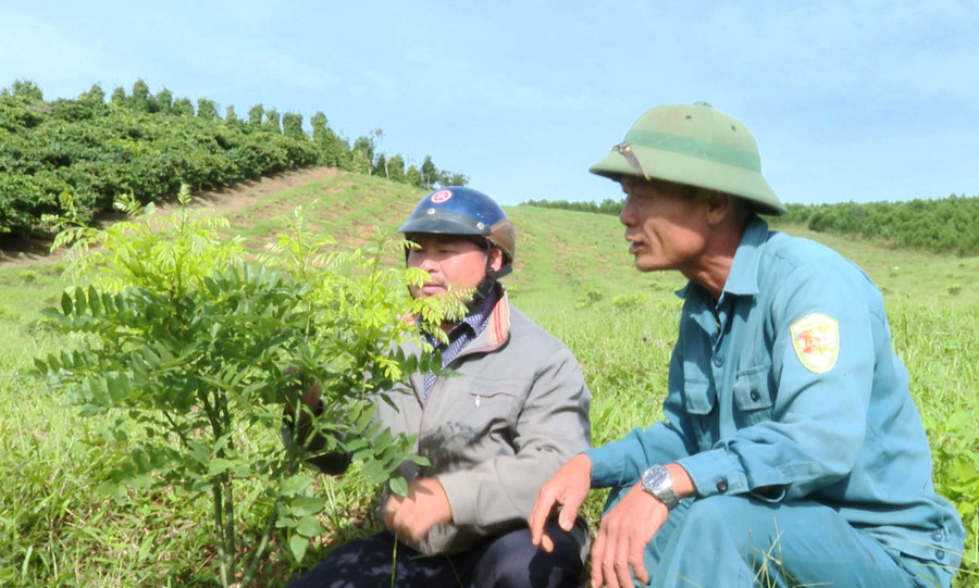 Từ năm 2022, ông Huy đã mạnh dạn chuyển đổi sang trồng thử một số cây hoa hòe. Ảnh: N.H Từ năm 2022, ông Huy đã mạnh dạn chuyển đổi sang trồng thử một số cây hoa hòe. Ảnh: N.H