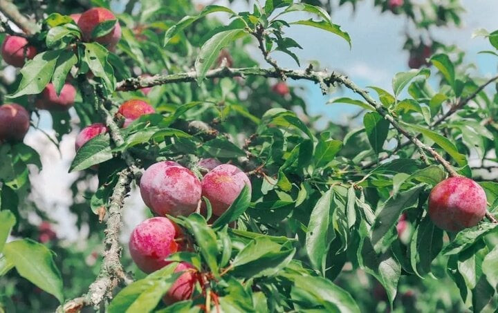 Quả mận nhiều giá trị dinh dưỡng tốt cho sức khoẻ. Quả mận nhiều giá trị dinh dưỡng tốt cho sức khoẻ.