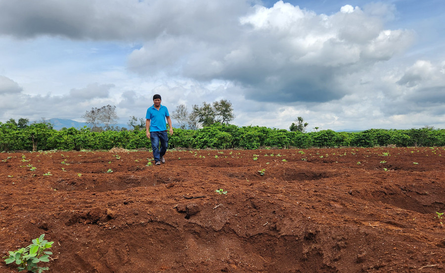 Nhiều khu đất ở thôn 2, xã Nghĩa Hòa, huyện Chư Păh được người dân đào hố, chuẩn bị xuống giống trồng cà phê. Ảnh: P.N