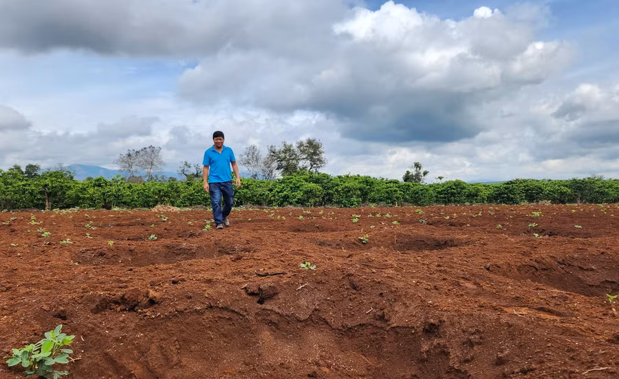 Nhiều khu đất ở thôn 2, xã Nghĩa Hòa, huyện Chư Păh được người dân đào hố, chuẩn bị xuống giống trồng cà phê. Ảnh: P.N