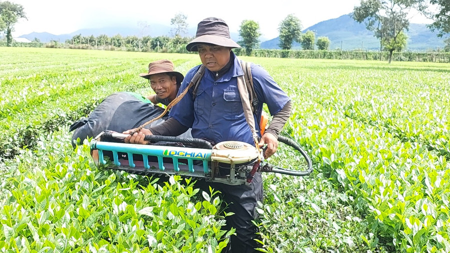 Công nhân sử dụng máy hái chè tại Công ty cổ phần Chè Biển Hồ. Ảnh: N.D