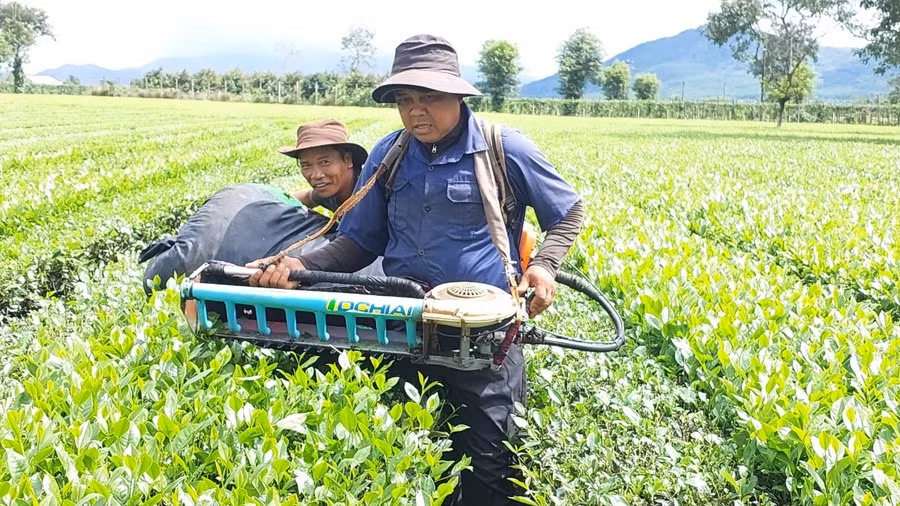 Công nhân sử dụng máy hái chè tại Công ty cổ phần Chè Biển Hồ. Ảnh: N.D Công nhân sử dụng máy hái chè tại Công ty cổ phần Chè Biển Hồ. Ảnh: N.D