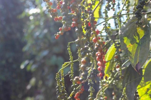 Giá tiêu tiếp tục tăng mạnh