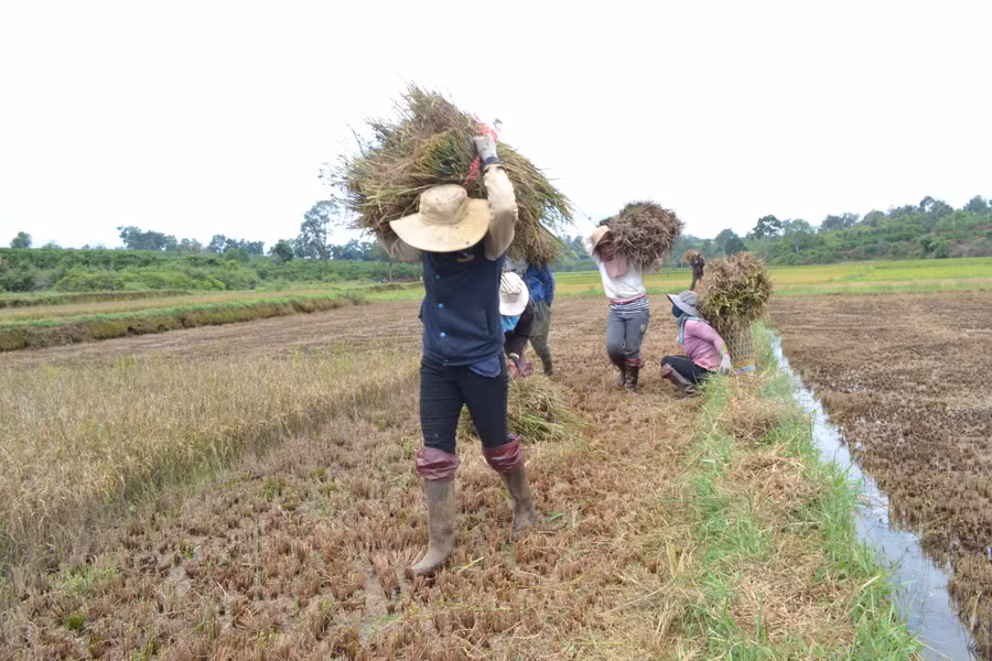 Người dân xã Hòa Phú thu hoạch lúa. Ảnh: L.N