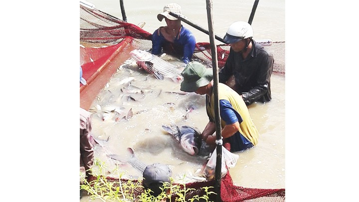 Cá hô nuôi trong ao ở huyện Châu Thành, tỉnh An Giang. Cá hô nuôi trong ao ở huyện Châu Thành, tỉnh An Giang.