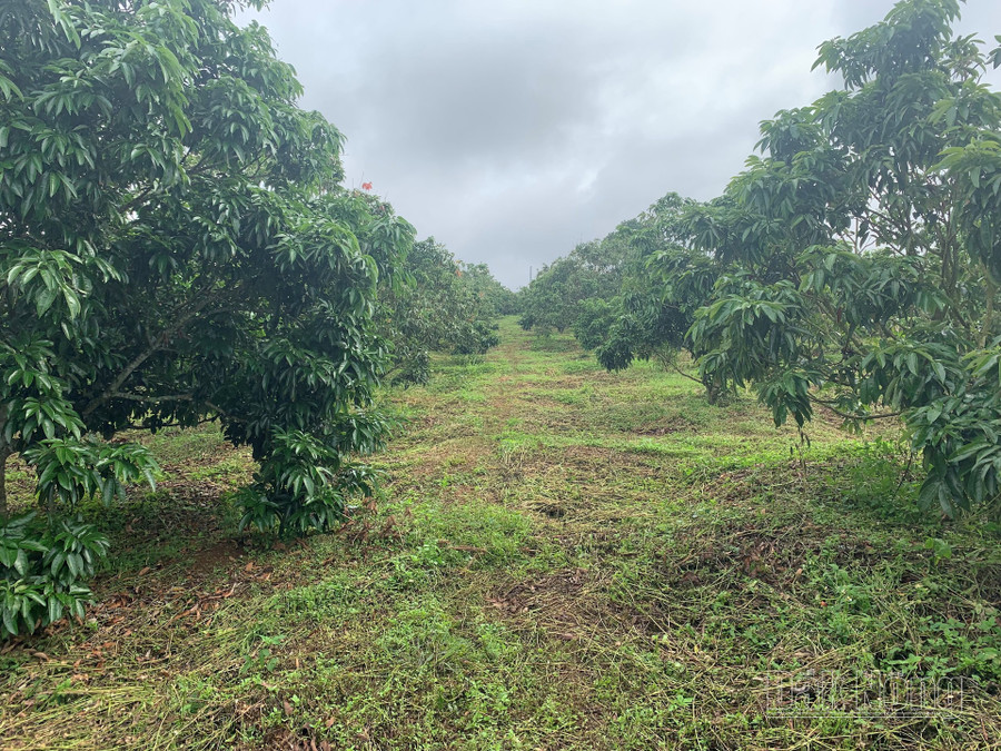 Vườn vải của gia đình chị Trần Thị Loan, thôn 7, xã Đắk Ha (Đắk Glong) mất mùa Vườn vải của gia đình chị Trần Thị Loan, thôn 7, xã Đắk Ha (Đắk Glong) mất mùa