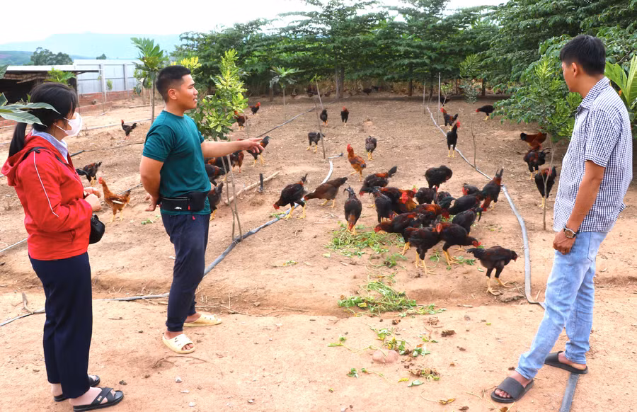 Anh Lương Hoài Nam (thứ 2 bên trái, ở thôn 2, xã Đông, huyện Kbang) chia sẻ cách chăn nuôi, chăm sóc gà nuôi thịt. Ảnh: Ngọc Minh