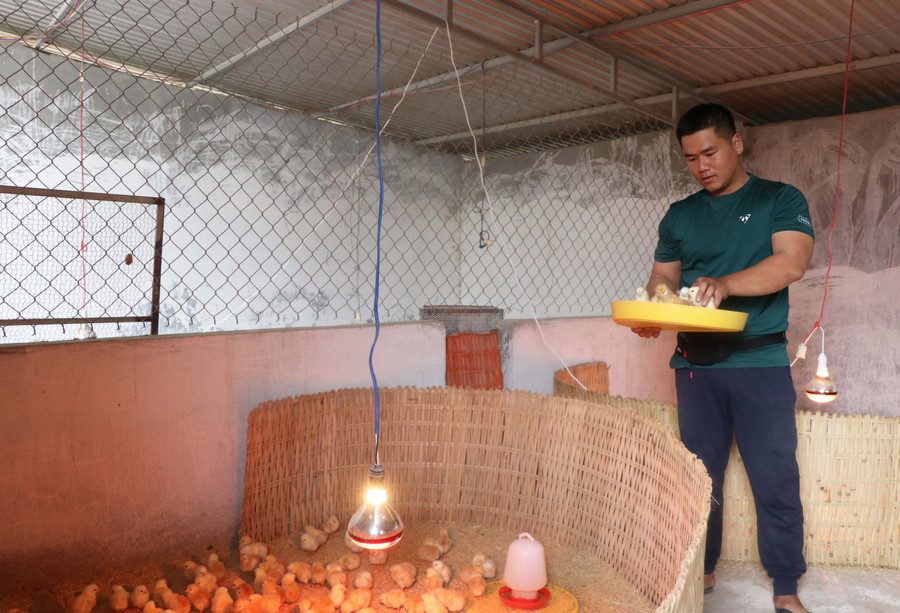 Anh Lương Hoài Nam (thôn 2, xã Đông, huyện Kbang) kiểm tra đàn gà con mới nhập. Ảnh: N.M Anh Lương Hoài Nam (thôn 2, xã Đông, huyện Kbang) kiểm tra đàn gà con mới nhập. Ảnh: N.M