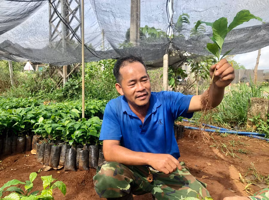 Ông Nguyễn Thế Minh-Giám đốc Hợp tác xã (HTX) Dịch vụ nông nghiệp Nghĩa Hòa (huyện Chư Păh) kiểm tra bộ rễ cây cà phê giống tại vườn ươm. Ảnh: L.N