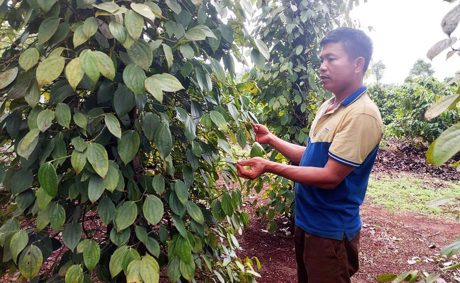 Ông Nguyễn Đình Trung (làng Ia Ring, xã Ia Tiêm, huyện Chư Sê) chăm sóc vườn hồ tiêu của gia đình. Ảnh: N.D Ông Nguyễn Đình Trung (làng Ia Ring, xã Ia Tiêm, huyện Chư Sê) chăm sóc vườn hồ tiêu của gia đình. Ảnh: N.D