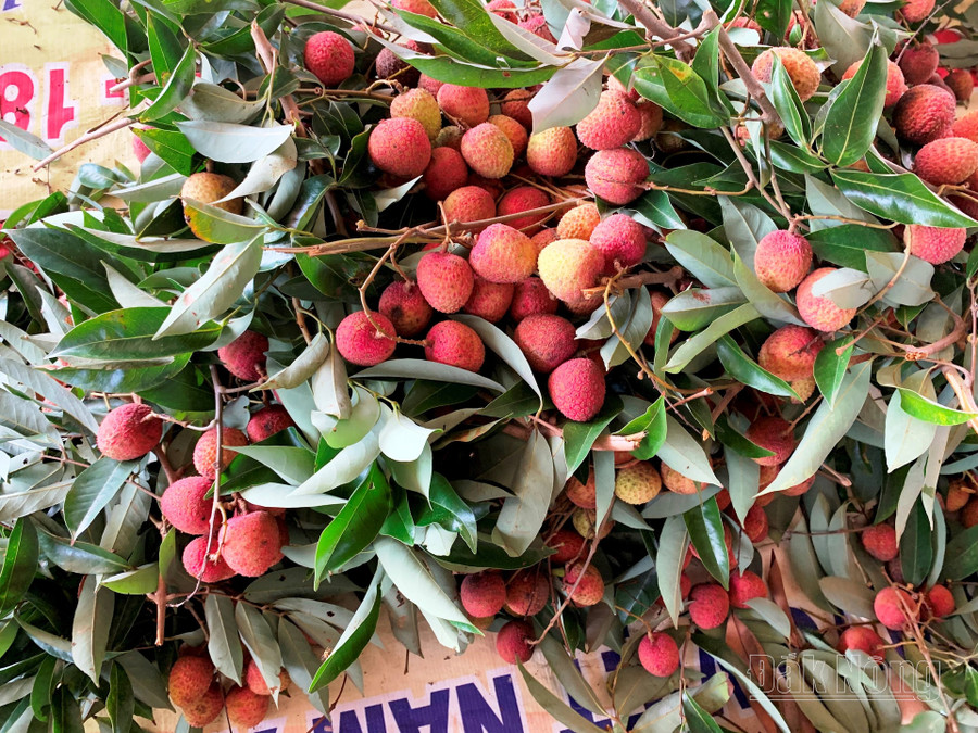 Quả vải Đắk Nông những năm trước được thị trường ghi nhận đạt chất lượng cao Quả vải Đắk Nông những năm trước được thị trường ghi nhận đạt chất lượng cao