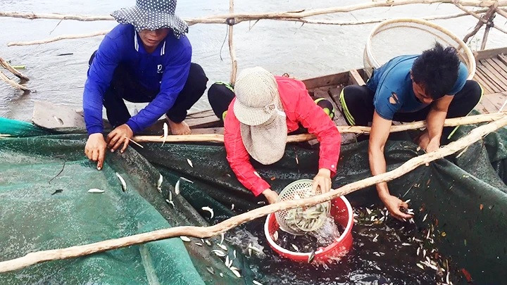 Đánh bắt cá linh trong mùa nước nổi.