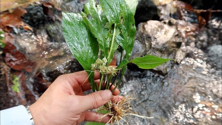 Cây hồi đầu thảo. Cây hồi đầu thảo.