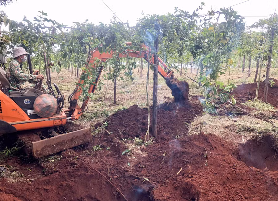 Người dân xã Ia Nghĩa Hòa (huyện Chư Păh) phá bỏ vườn chanh dây để trồng cà phê. Ảnh: L.N