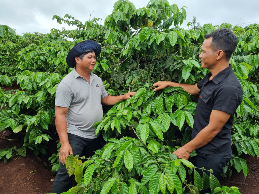 Gia đình ông Bluk ở thôn Bối khấm khá hơn nhờ trồng cà phê. Ảnh: Hoàng Lộc Gia đình ông Bluk ở thôn Bối khấm khá hơn nhờ trồng cà phê. Ảnh: Hoàng Lộc