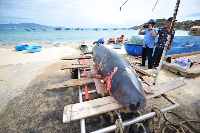 Cá voi trôi dạt vào bờ biển xã Nhơn Lý đã chết Cá voi trôi dạt vào bờ biển xã Nhơn Lý đã chết