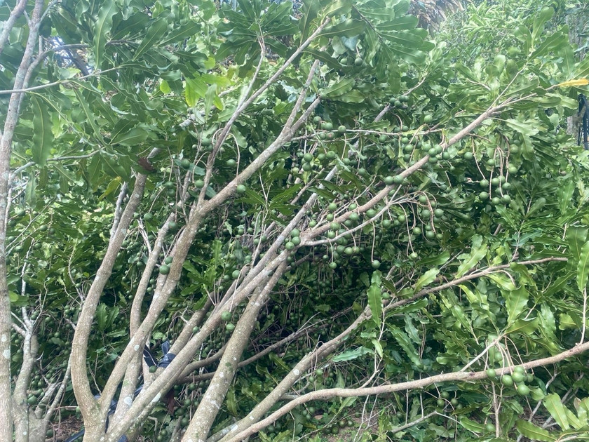 Gió mạnh đã làm nhiều diện tích cây mắc ca trên địa bàn huyện Kbang bị ngã đổ. Ảnh: Người dân cung cấp