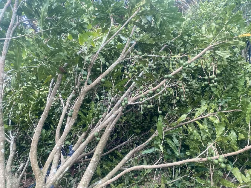 Gió mạnh đã làm nhiều diện tích cây mắc ca trên địa bàn huyện Kbang bị ngã đổ. Ảnh: Người dân cung cấp