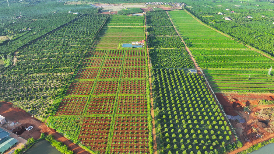 Góp phần hình thành các vùng nguyên liệu đạt tiêu chuẩn, đảm bảo cho tiêu thụ trong nước và hướng đến thị trường xuất khẩu. Ảnh: Q.T Góp phần hình thành các vùng nguyên liệu đạt tiêu chuẩn, đảm bảo cho tiêu thụ trong nước và hướng đến thị trường xuất khẩu. Ảnh: Q.T