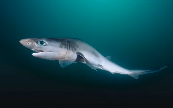 Cá mập mũi nhọn. Ảnh: Alamy