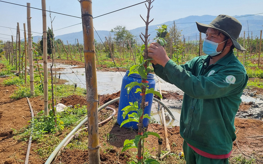 Người dân thôn 2 (xã Ia Ka, huyện Chư Păh) chăm sóc vườn chanh dây. Ảnh: N.S Người dân thôn 2 (xã Ia Ka, huyện Chư Păh) chăm sóc vườn chanh dây. Ảnh: N.S