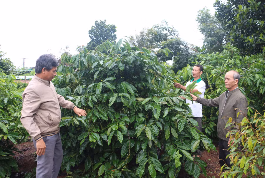Các thành viên Tổ khuyến nông cộng đồng xã Ia Hrung (huyện Ia Grai) chia sẻ kinh nghiệm trồng, chăm sóc cà phê. Ảnh: Q.T