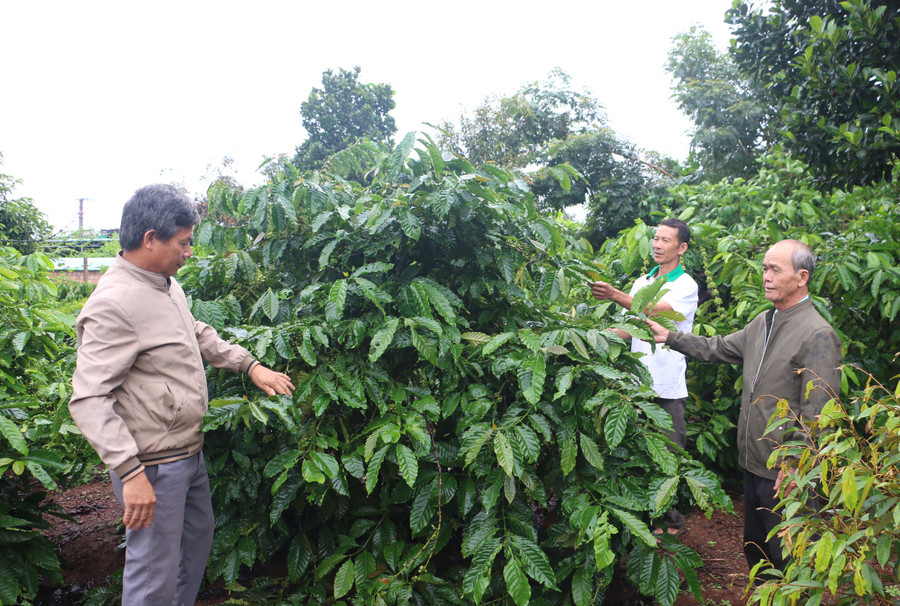 Các thành viên Tổ khuyến nông cộng đồng xã Ia Hrung (huyện Ia Grai) chia sẻ kinh nghiệm trồng, chăm sóc cà phê. Ảnh: Q.T Các thành viên Tổ khuyến nông cộng đồng xã Ia Hrung (huyện Ia Grai) chia sẻ kinh nghiệm trồng, chăm sóc cà phê. Ảnh: Q.T