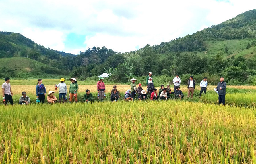 Được huyện Kbang hỗ trợ giống lúa mới chất lượng cao, người dân xã Kon Pne triển khai thực hiện thành công cánh đồng lúa một giống. Ảnh: N.M