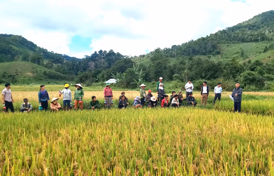 Được huyện Kbang hỗ trợ giống lúa mới chất lượng cao, người dân xã Kon Pne triển khai thực hiện thành công cánh đồng lúa một giống. Ảnh: N.M