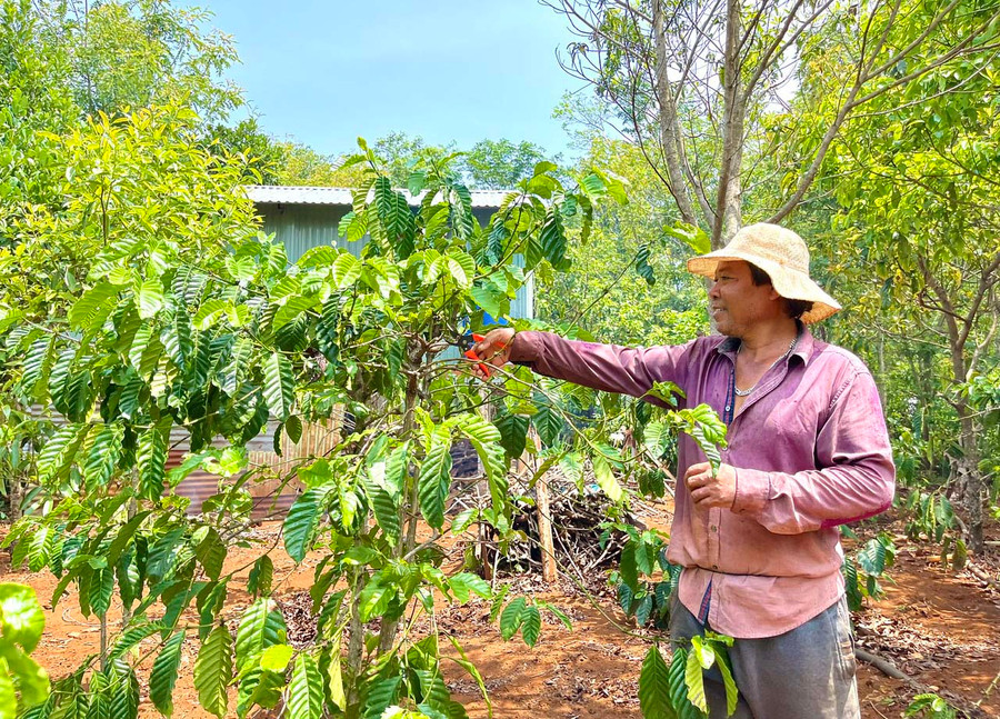 Ông Hlip (làng Pleiku Roh, phường Yên Đỗ, TP. Pleiku) mong muốn chính quyền tạo điều kiện cho phép chuyển nhượng diện tích đất được hỗ trợ theo Chương trình 132 để tìm vị trí đất khác canh tác phù hợp hơn. Ảnh: M.P Ông Hlip (làng Pleiku Roh, phường Yên Đỗ, TP. Pleiku) mong muốn chính quyền tạo điều kiện cho phép chuyển nhượng diện tích đất được hỗ trợ theo Chương trình 132 để tìm vị trí đất khác canh tác phù hợp hơn. Ảnh: M.P