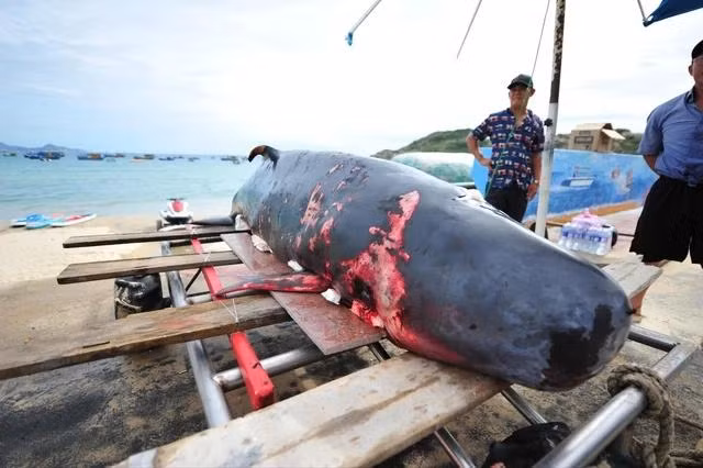 Mình cá đầy thương tích