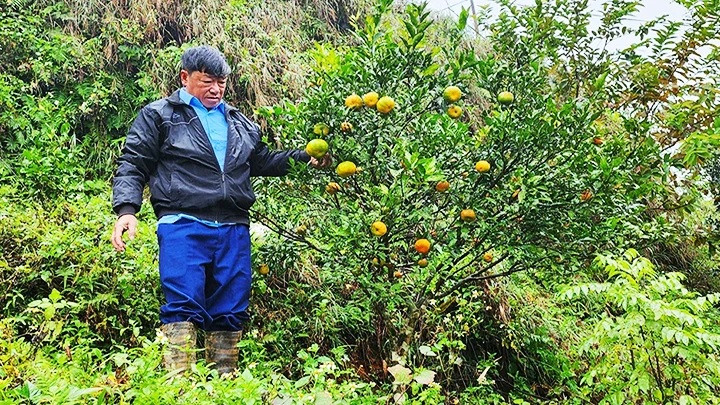 Ông Lừng thăm vườn quýt. Ông Lừng thăm vườn quýt.