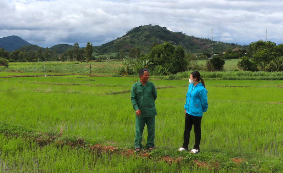 Ông Ngô Văn Thược (bên trái, làng Kdâu, xã Kông Lơng Khơng) chia sẻ tình hình chăm sóc ruộng lúa Đài Thơm 8 tại cánh đồng lúa một giống. Ảnh: Ngọc Minh