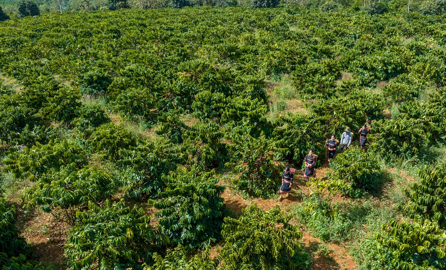 Vùng nguyên liệu cà phê rộng lớn giúp Gia Lai trở thành điểm đến được nhiều nhà đầu tư chú ý thời gian qua. Ảnh: Hà Duy