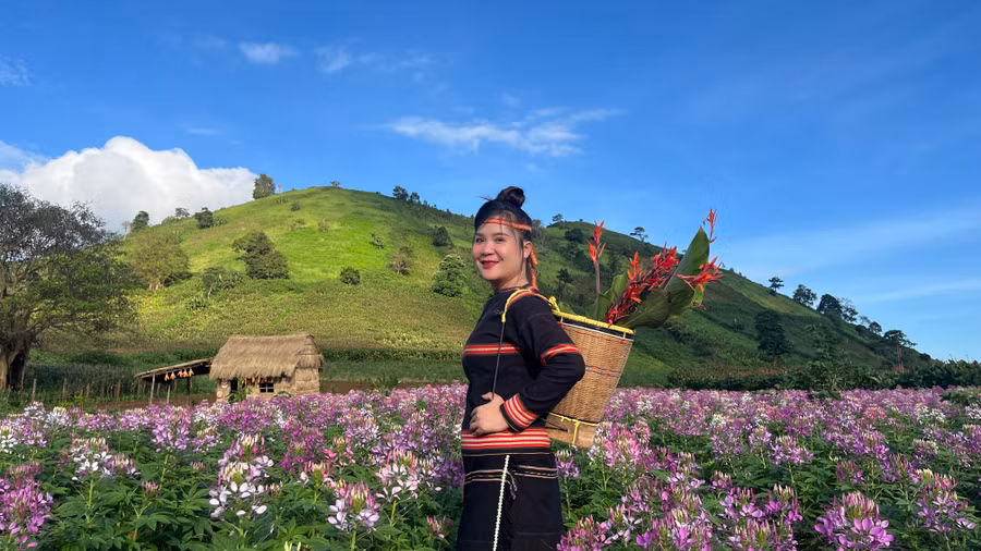 Hoa túy điệp có nguồn gốc từ khu vực Nam Mỹ, mới du nhập vào Việt Nam vài năm nay. Ảnh: Hoàng Hoài