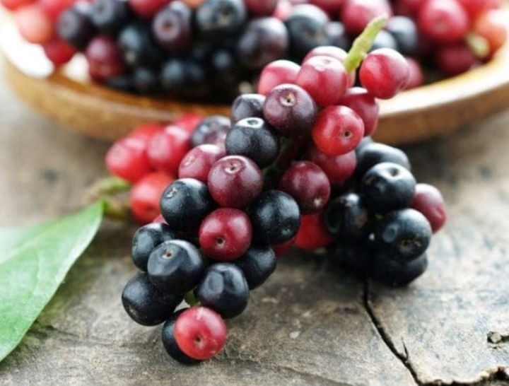 Quả của cây chòi mòi mọc thành từng chùm dài khi chín thì có màu đỏ và đen, khi còn xanh sẽ có màu xanh non. Ảnh: Sưu tầm Quả của cây chòi mòi mọc thành từng chùm dài khi chín thì có màu đỏ và đen, khi còn xanh sẽ có màu xanh non. Ảnh: Sưu tầm