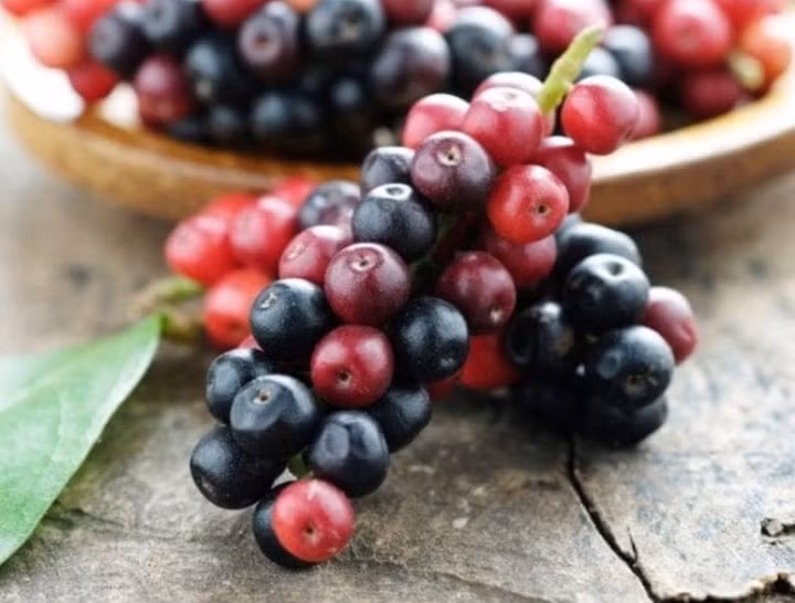 Quả của cây chòi mòi mọc thành từng chùm dài khi chín thì có màu đỏ và đen, khi còn xanh sẽ có màu xanh non. Ảnh: Sưu tầm