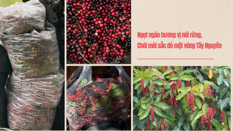 Tại các chợ truyền thống giá chòi mòi dao động từ 10.000 đồng đến 15.000 đồng cho 1 kg. Ảnh: Hoàng Hoài Tại các chợ truyền thống giá chòi mòi dao động từ 10.000 đồng đến 15.000 đồng cho 1 kg. Ảnh: Hoàng Hoài