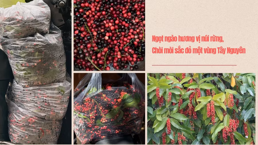 Tại các chợ truyền thống giá chòi mòi dao động từ 10.000 đồng đến 15.000 đồng cho 1 kg. Ảnh: Hoàng Hoài