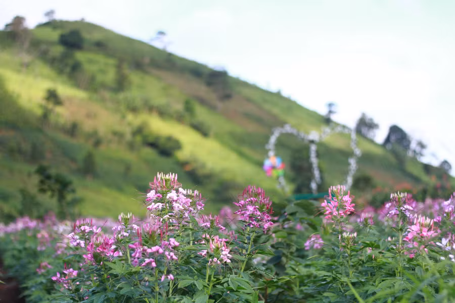 Sắc xanh, vàng của núi lửa Chư Đang Ya được điểm thêm sắc tím của túy điệp dưới ánh nắng cuối thu. Ảnh: Hoàng Hoài