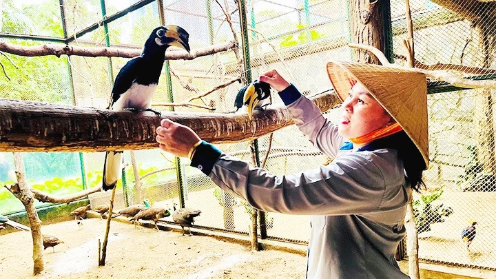 Chị Thảo nhớ rõ đặc điểm, tính cách của các loài chim do mình chăm sóc. Chị Thảo nhớ rõ đặc điểm, tính cách của các loài chim do mình chăm sóc.